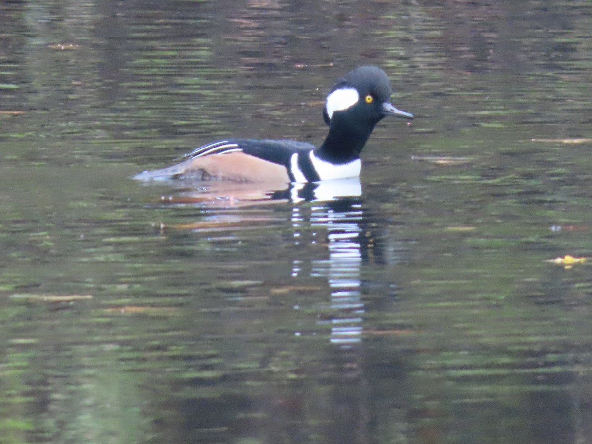 Hooded Merganser - ML610883315