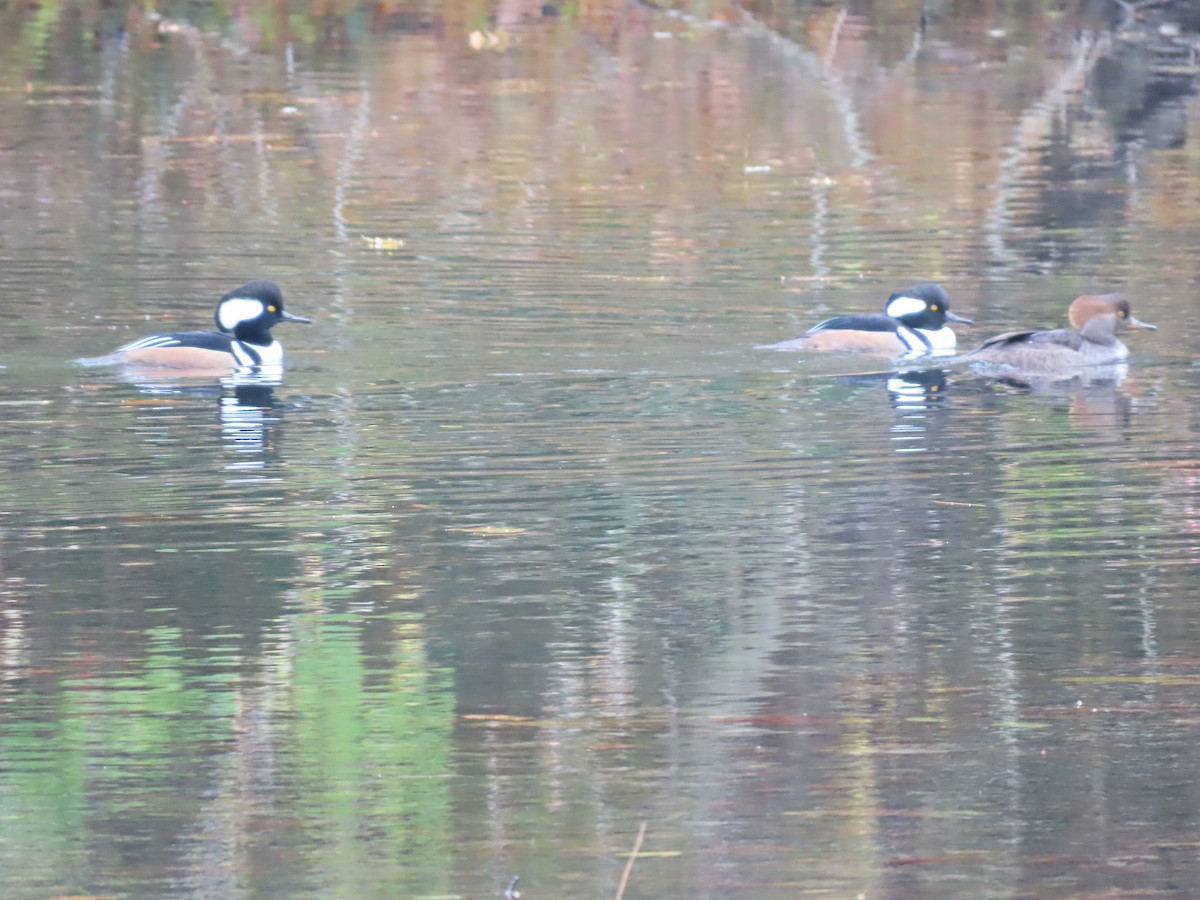 Hooded Merganser - ML610883316