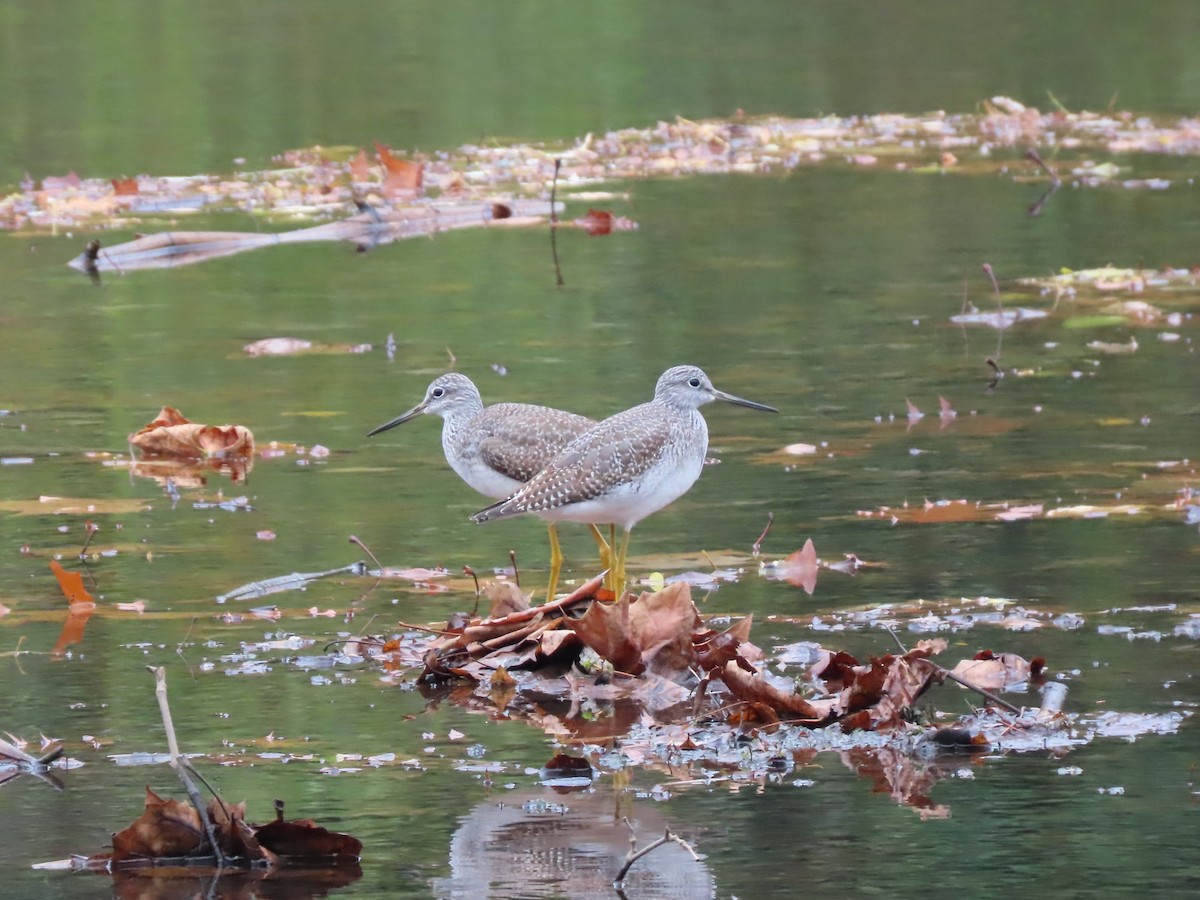 Greater Yellowlegs - ML610883321