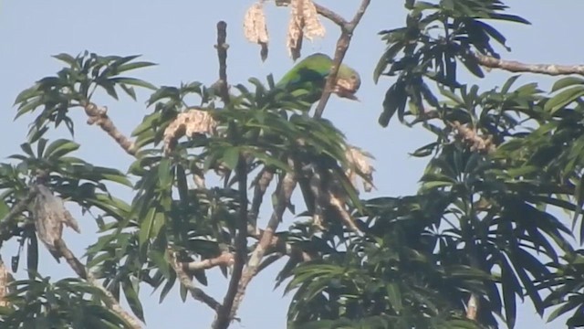 Cobalt-winged Parakeet - ML610883364