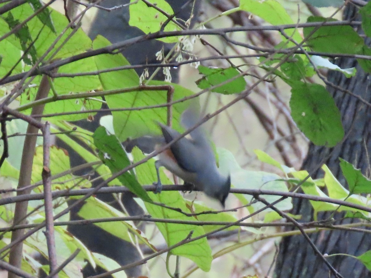 Tufted Titmouse - ML610883377