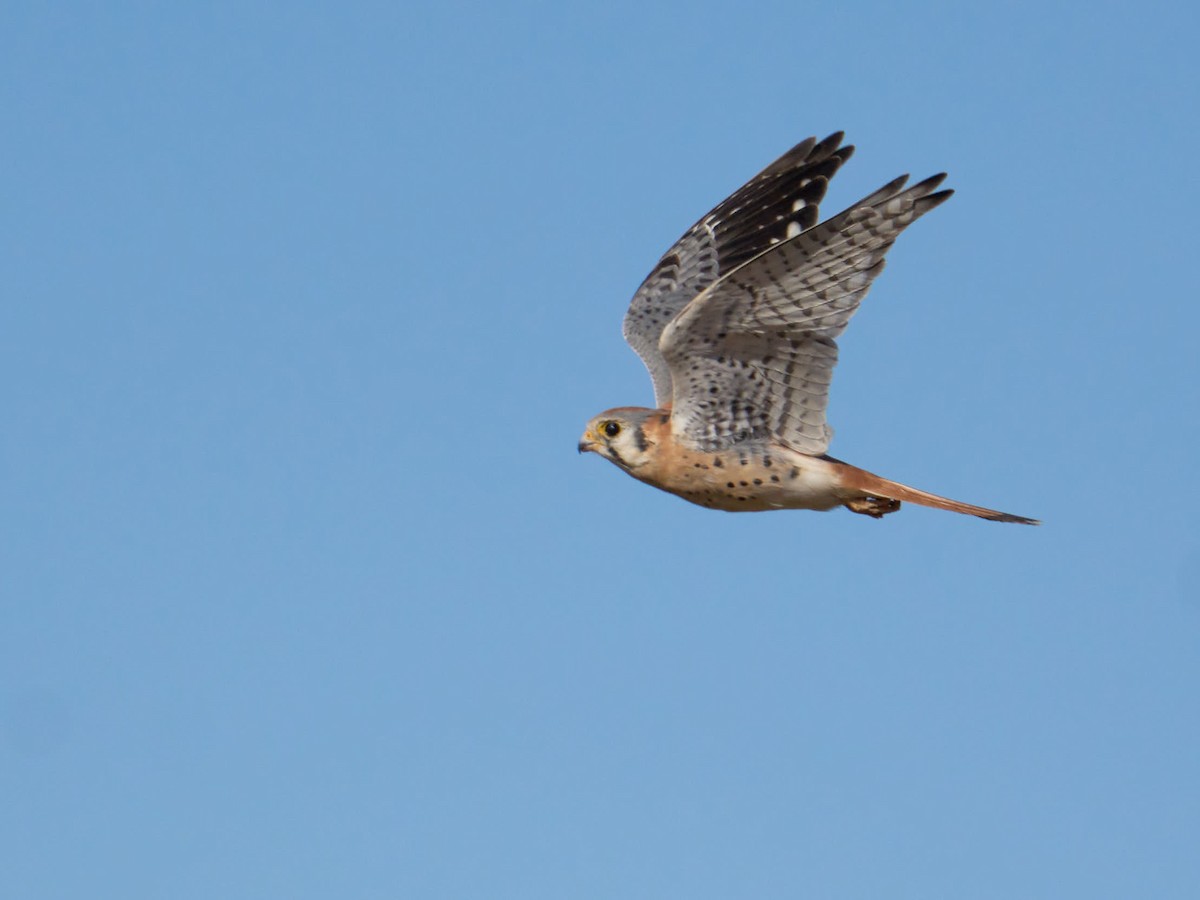 American Kestrel - ML610883412