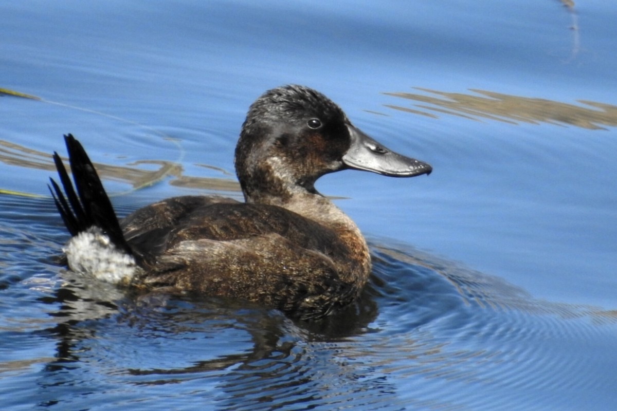 Andean Duck - Bucaneros de la Conservación SBC