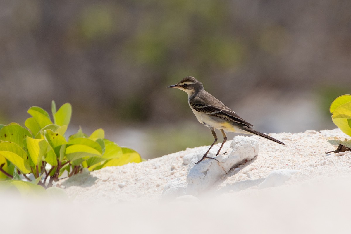 Eastern Yellow Wagtail - ML610883552