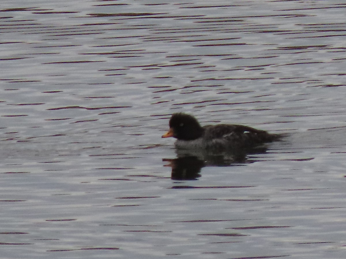 Barrow's Goldeneye - Ruben  Stoll