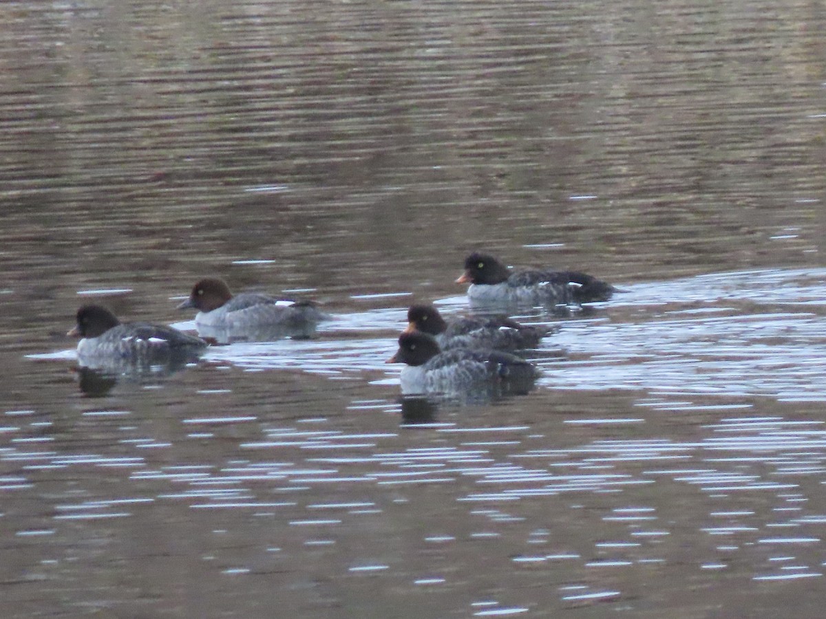 Barrow's Goldeneye - ML610883564