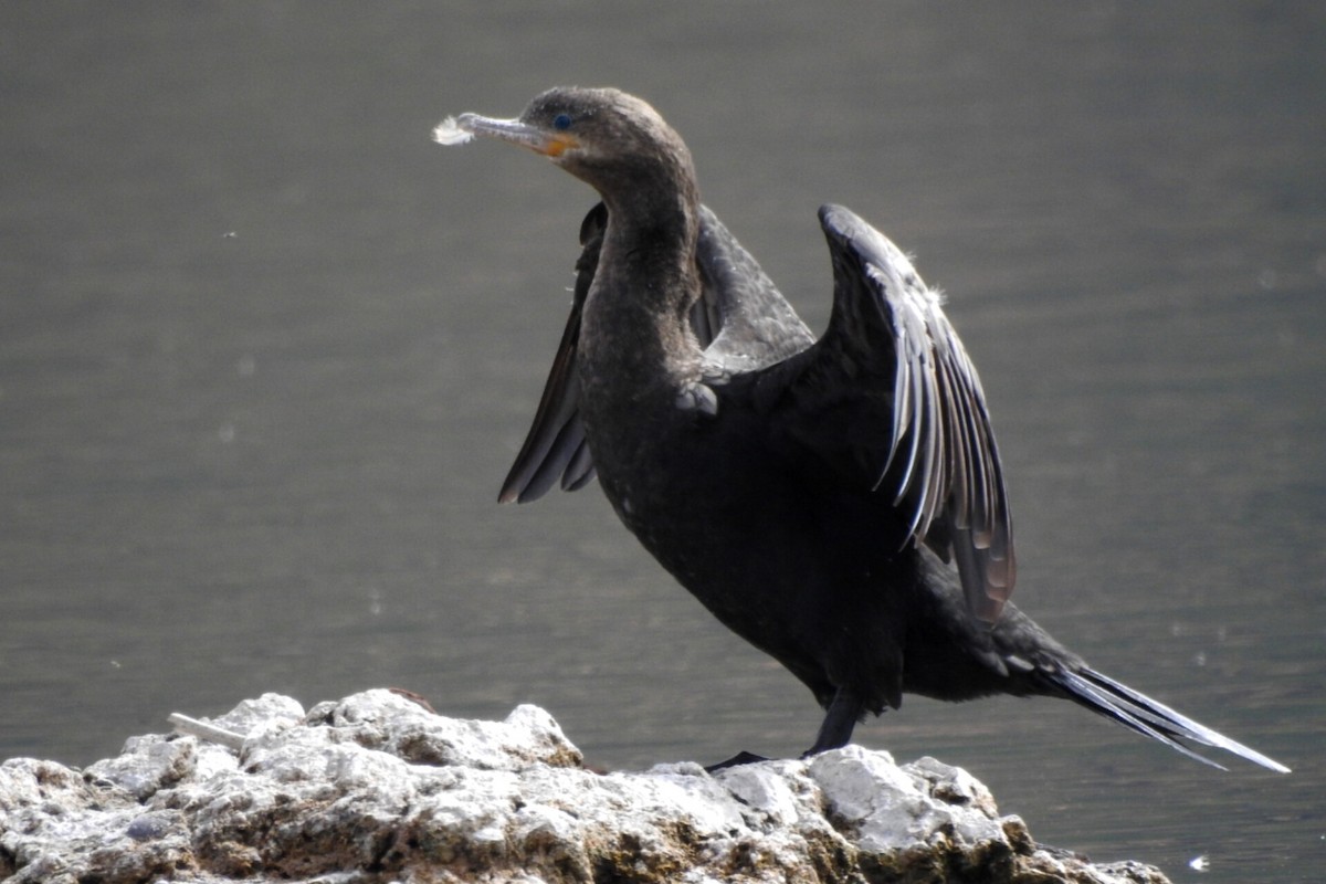 Neotropic Cormorant - Bucaneros de la Conservación SBC