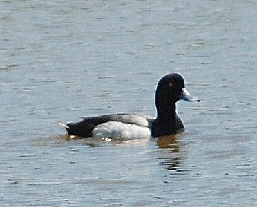 Greater Scaup - ML61088371