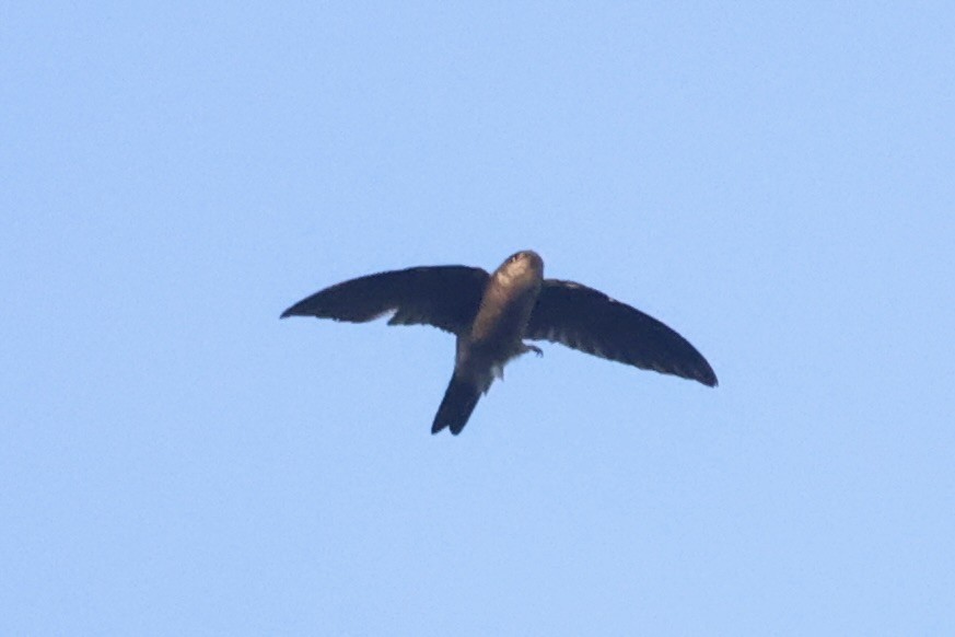 Germain's Swiftlet - ML610883800