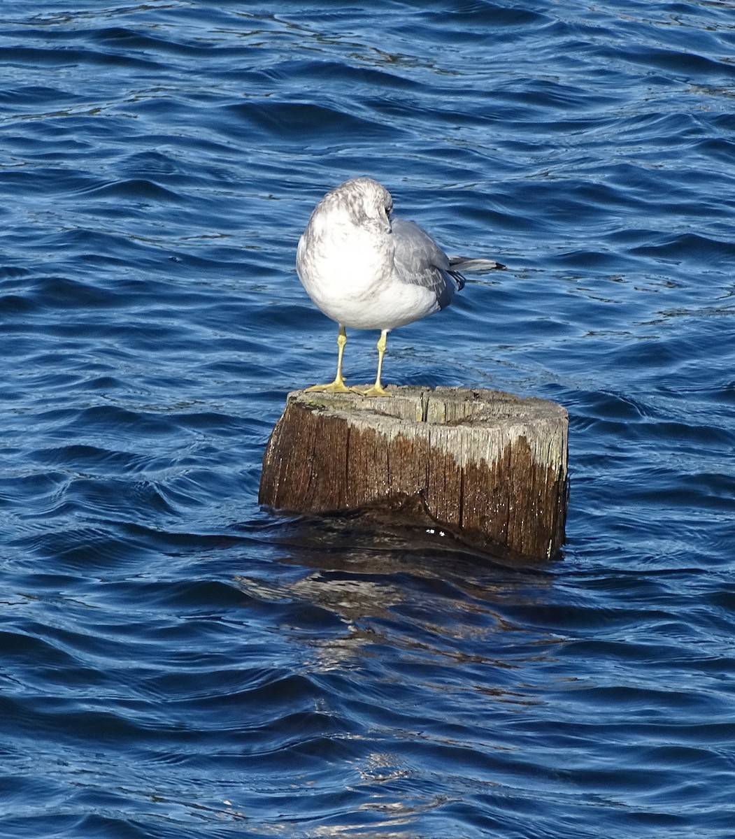 Ring-billed Gull - ML610883808