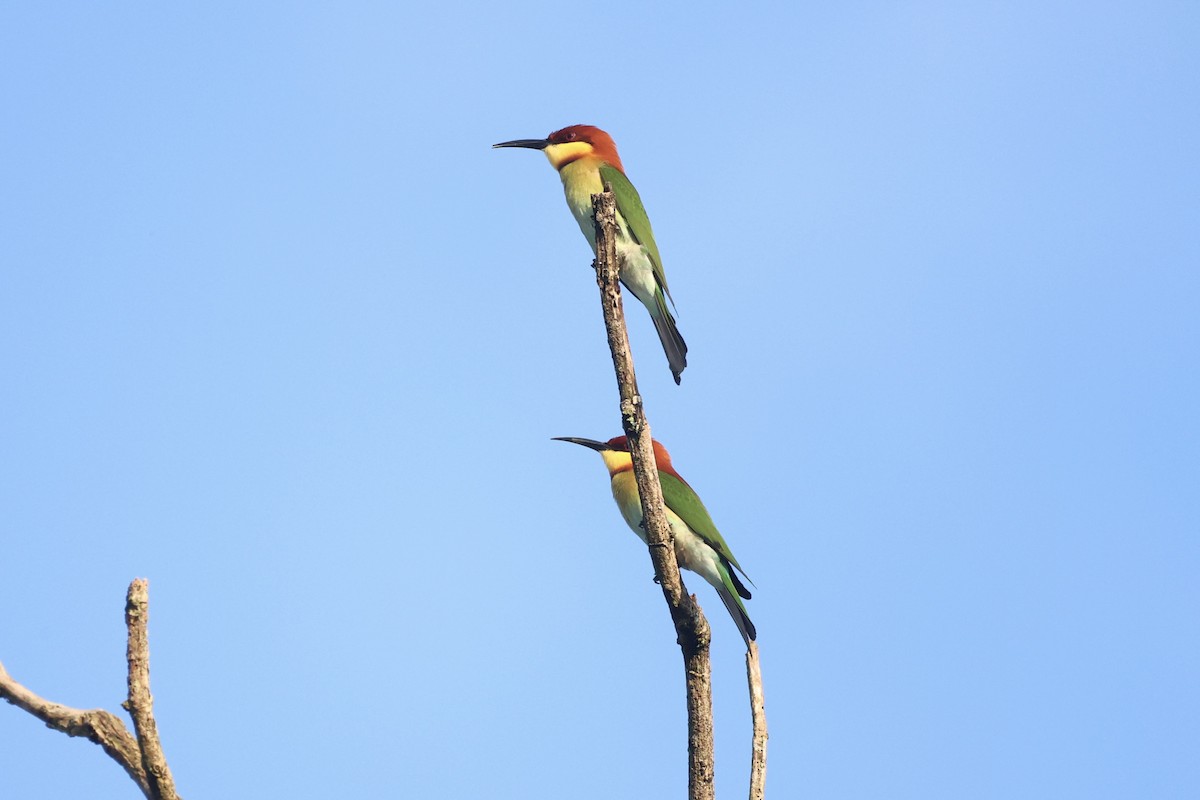 Chestnut-headed Bee-eater - ML610883818