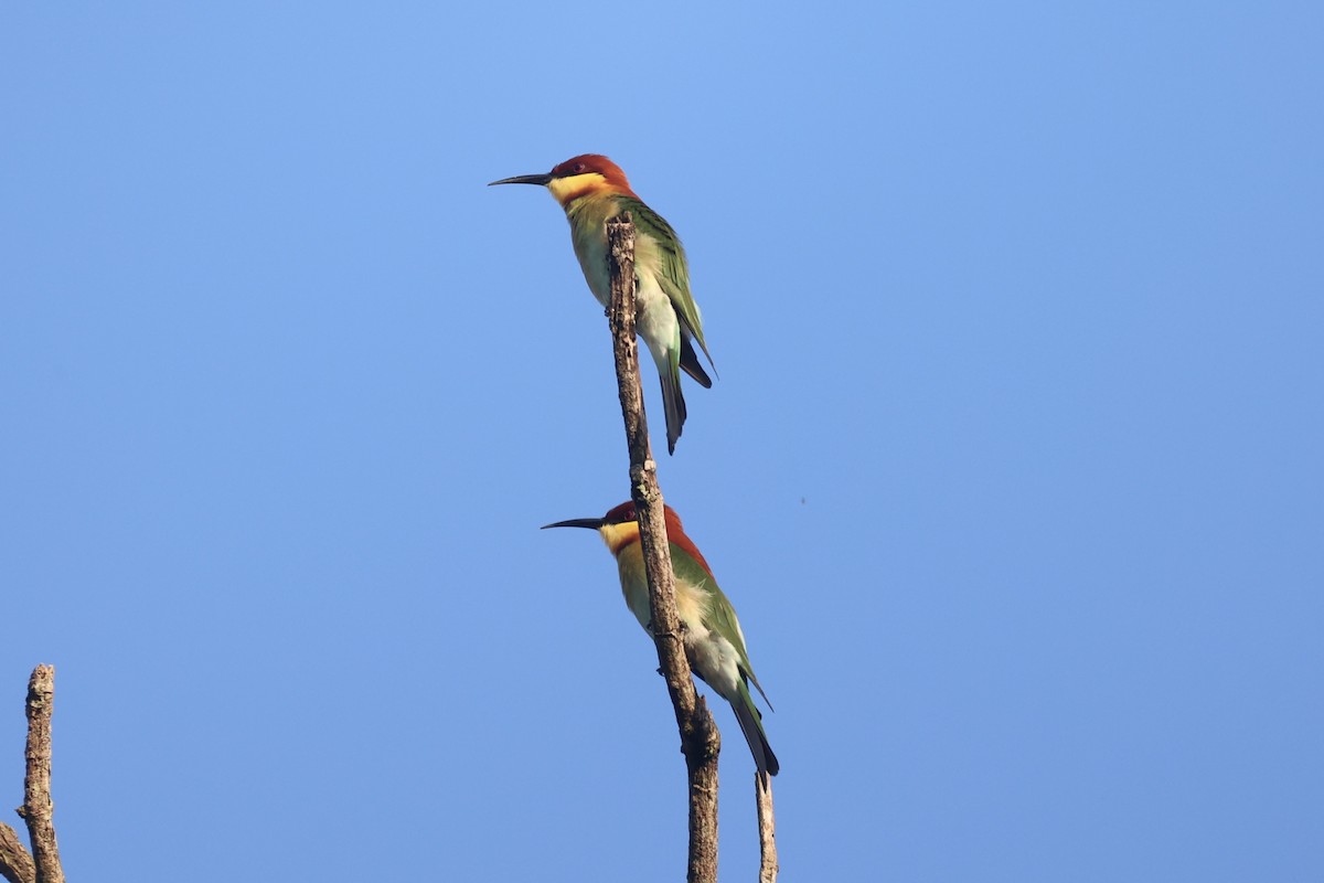 Chestnut-headed Bee-eater - ML610883819