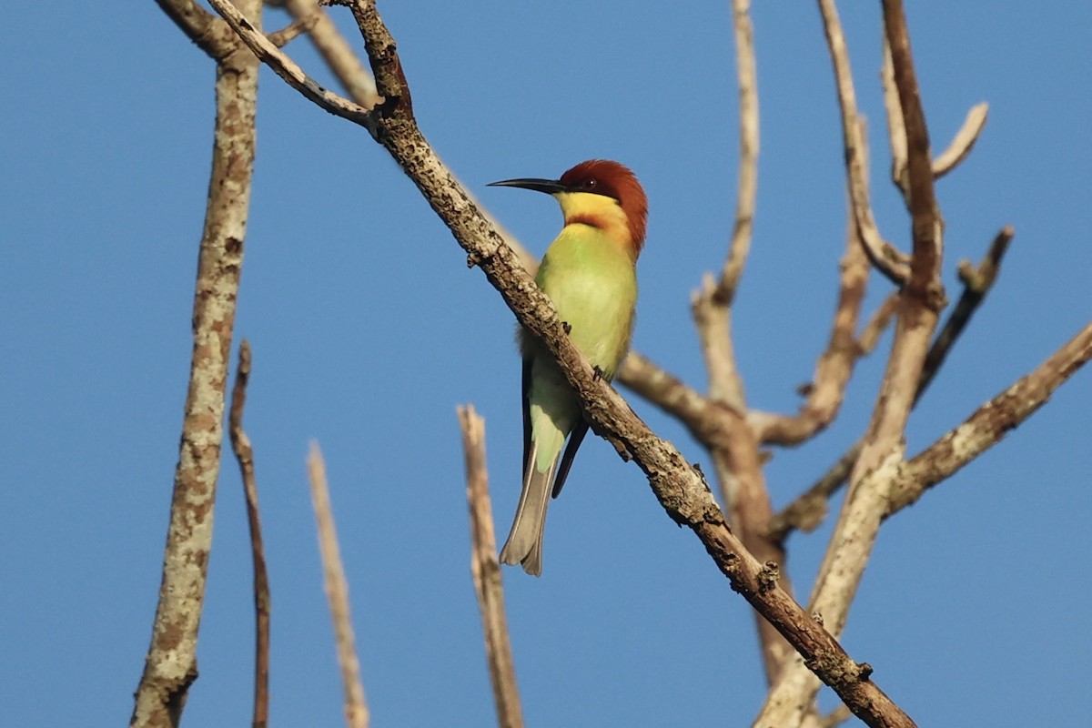 Chestnut-headed Bee-eater - ML610883822