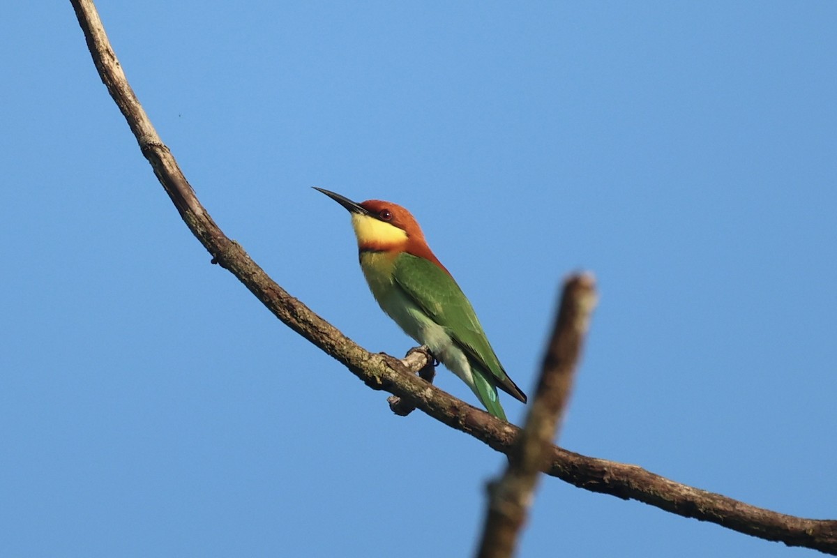 Chestnut-headed Bee-eater - ML610883823