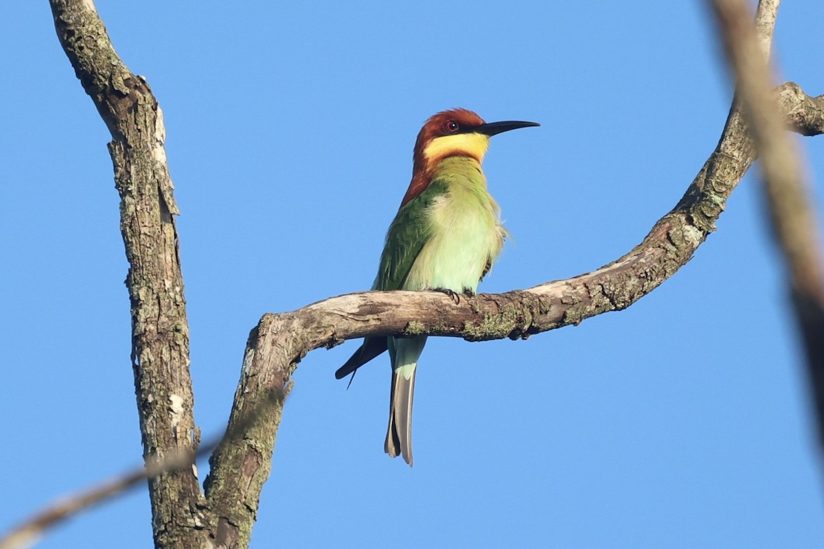 Chestnut-headed Bee-eater - ML610883824