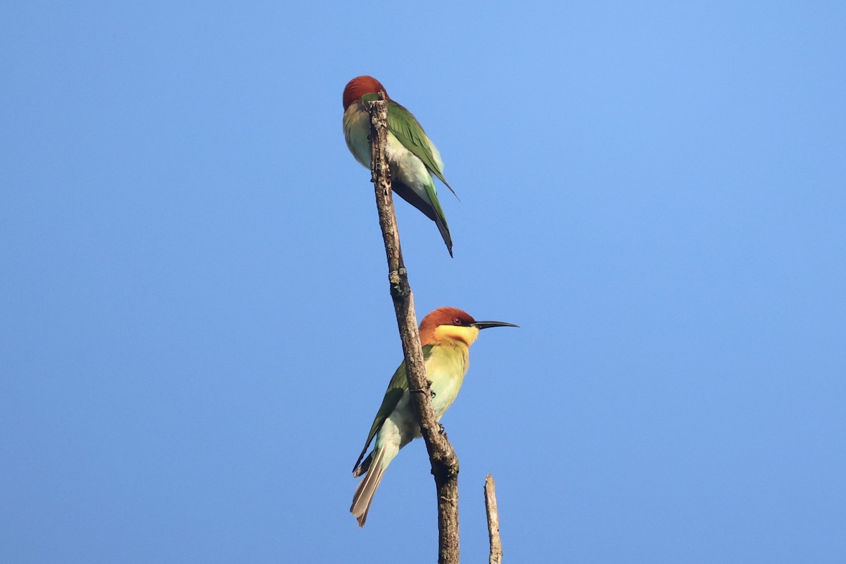 Chestnut-headed Bee-eater - ML610883825