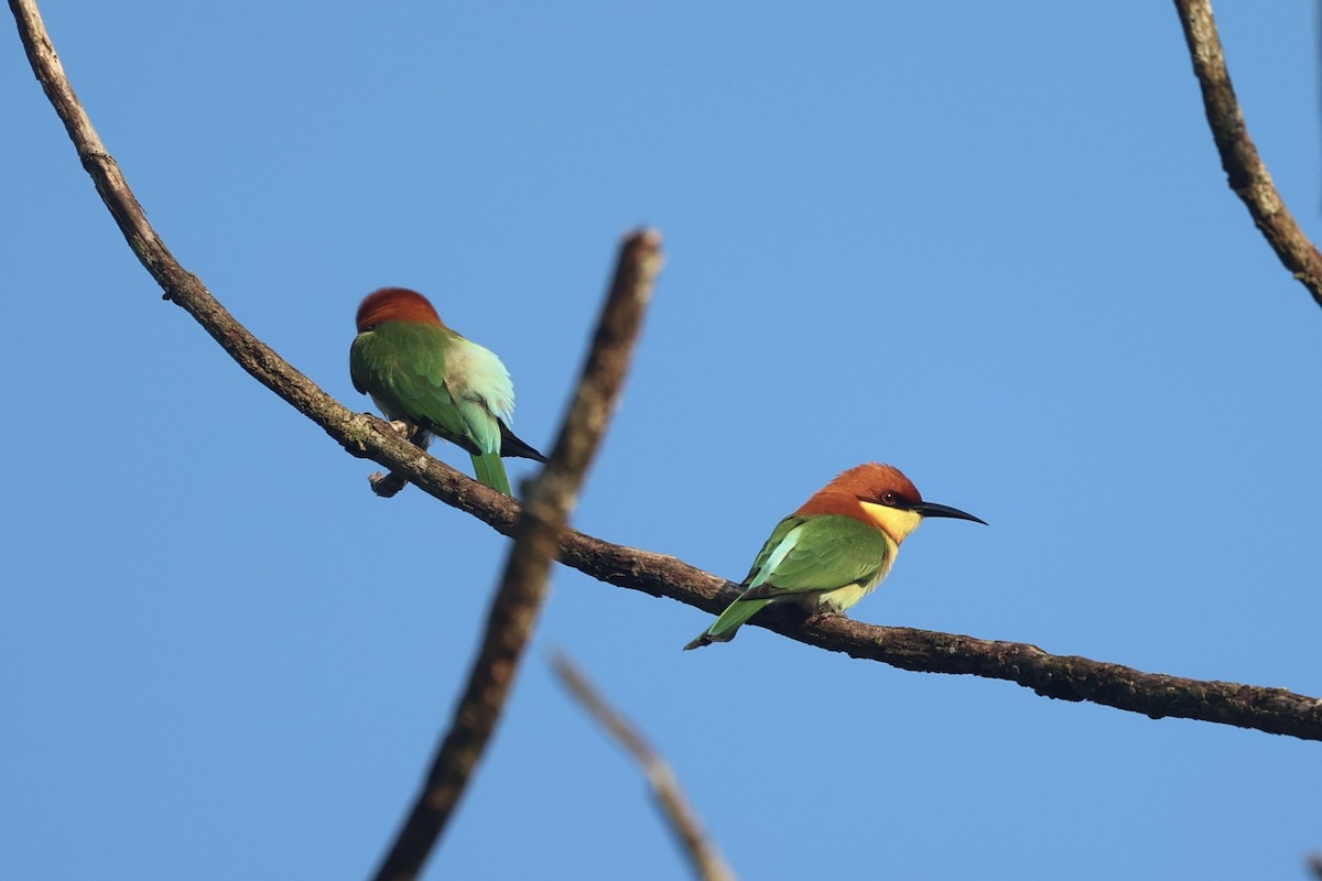 Chestnut-headed Bee-eater - ML610883827