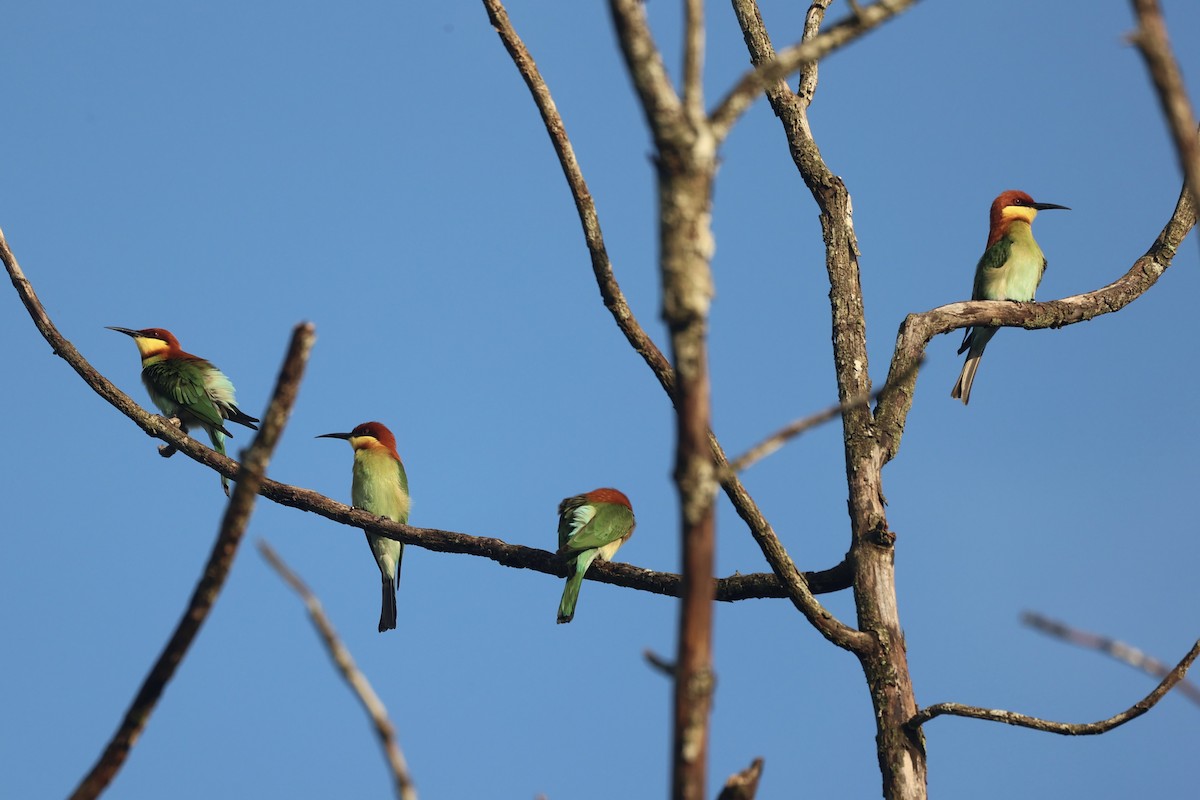 Chestnut-headed Bee-eater - ML610883828