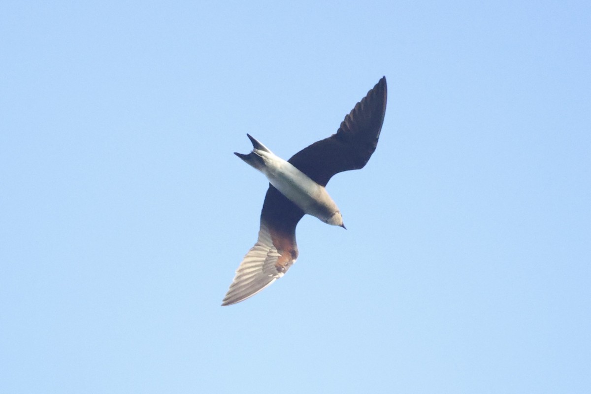 Oriental Pratincole - Andrew William