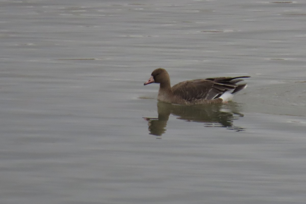 Greater White-fronted Goose - ML610883891