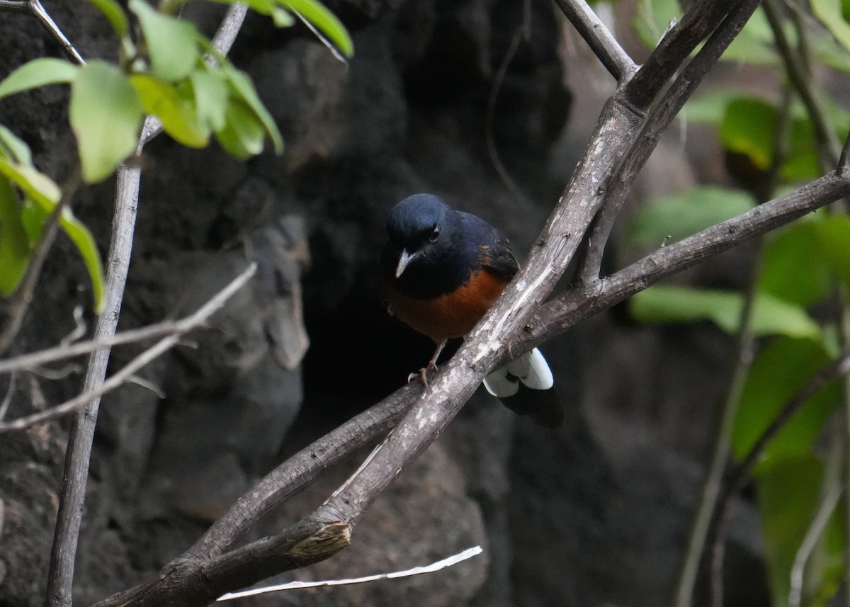 White-rumped Shama - ML610883895