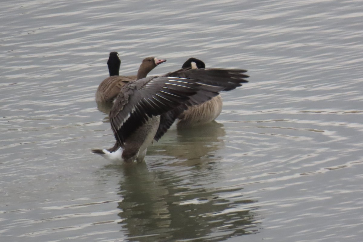 Greater White-fronted Goose - ML610883929