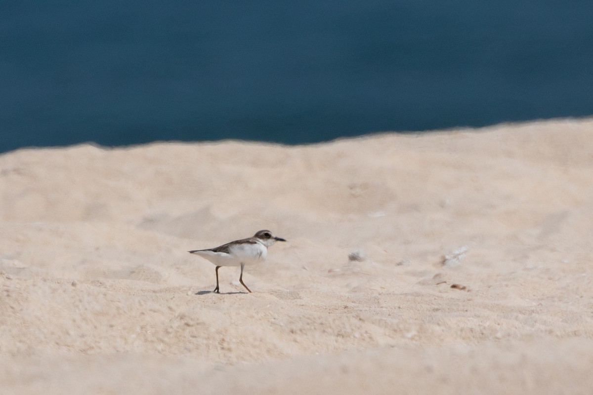 Greater Sand-Plover - ML610883946