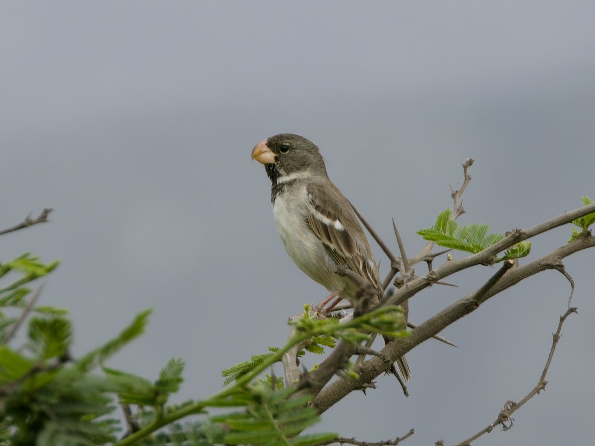 Parrot-billed Seedeater - Rutger Koperdraad