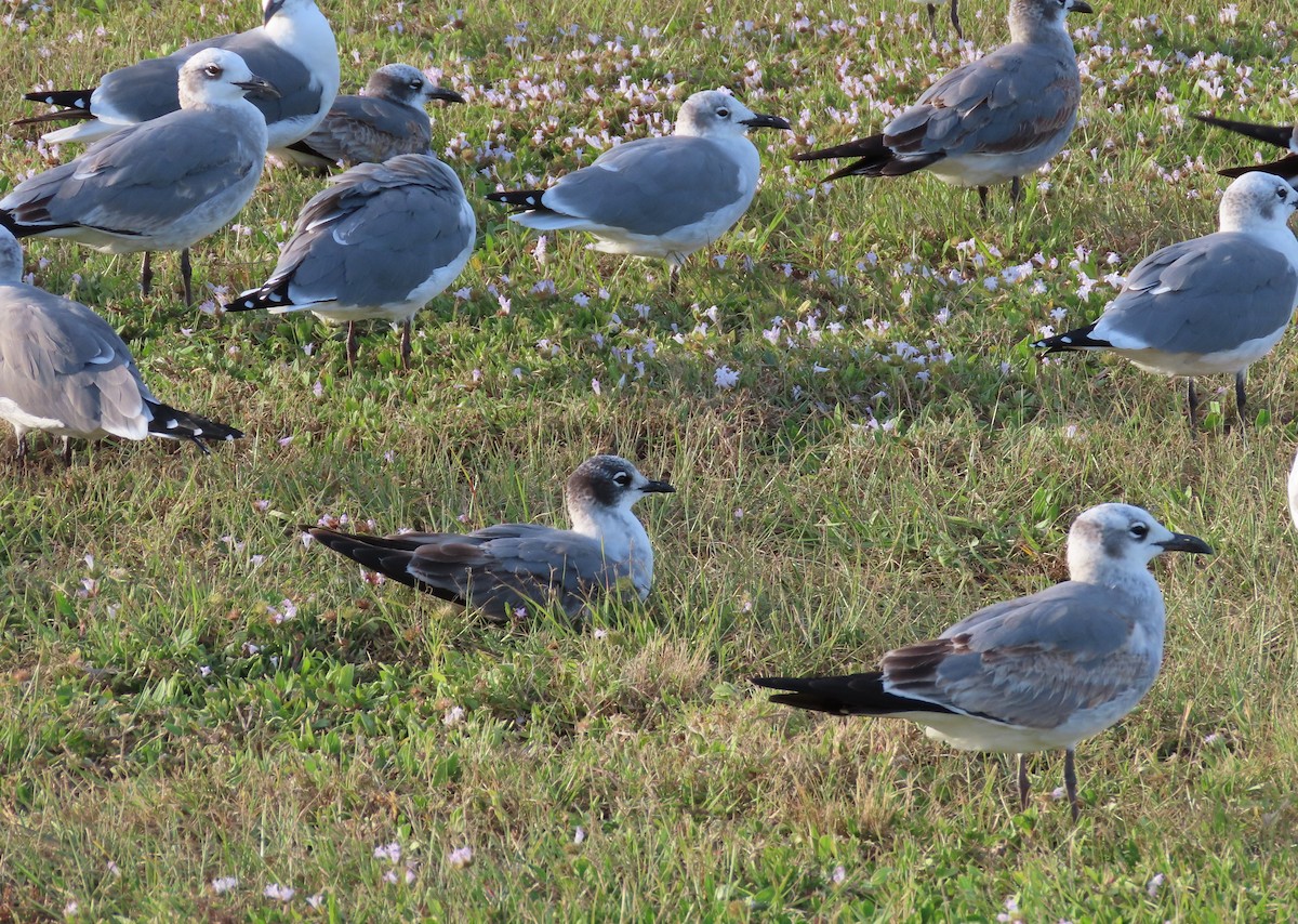 Mouette de Franklin - ML610883987