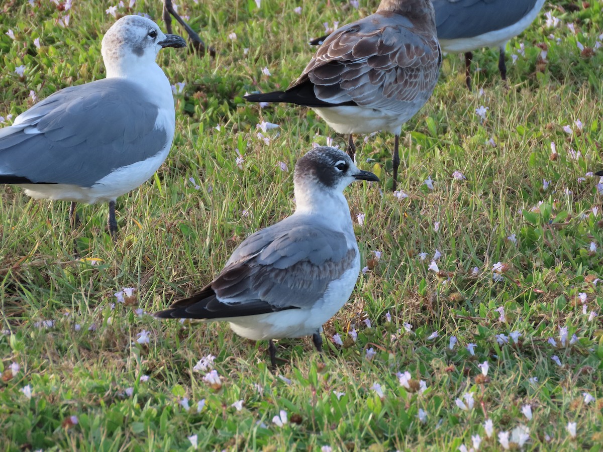 Franklin's Gull - ML610883989