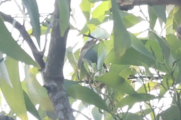 tailorbird sp. - ML610884017