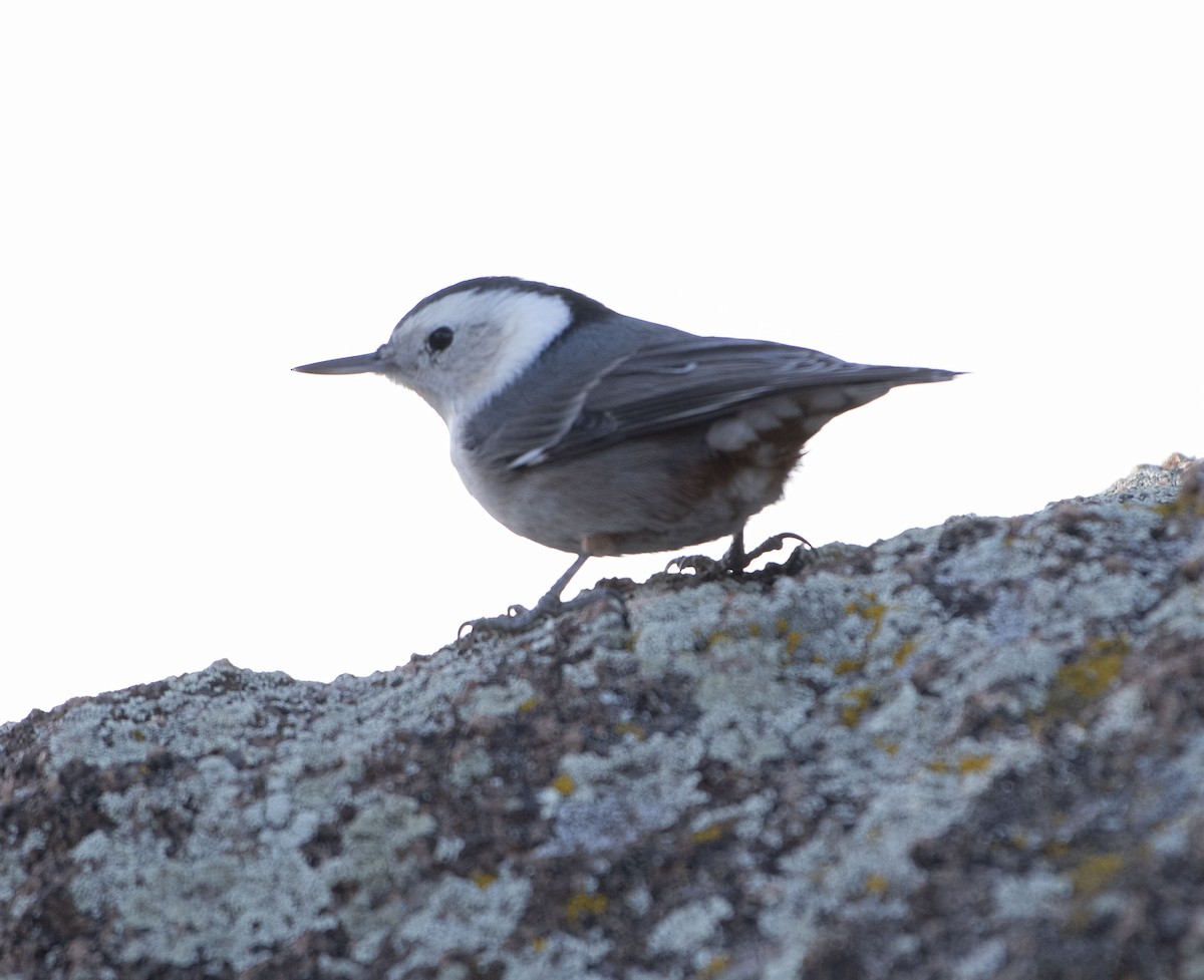 White-breasted Nuthatch (Interior West) - ML610884034