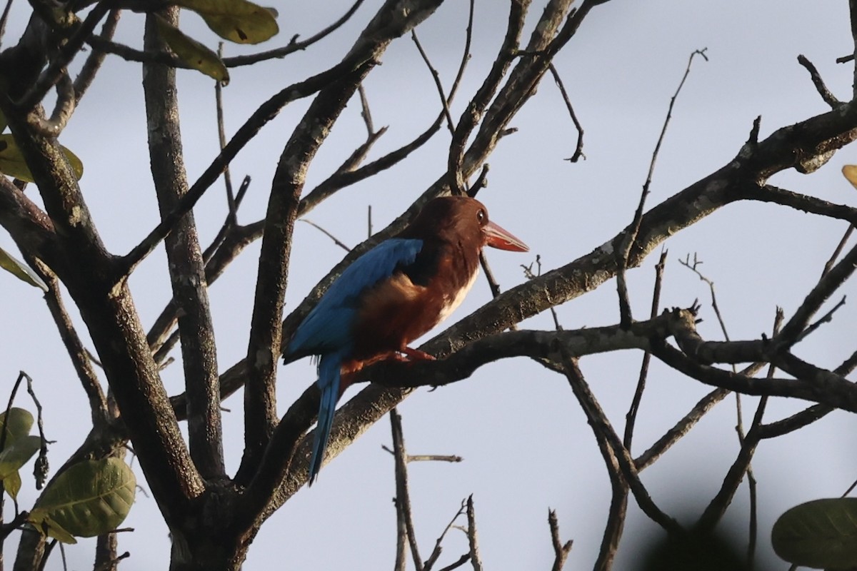 White-throated Kingfisher - ML610884048