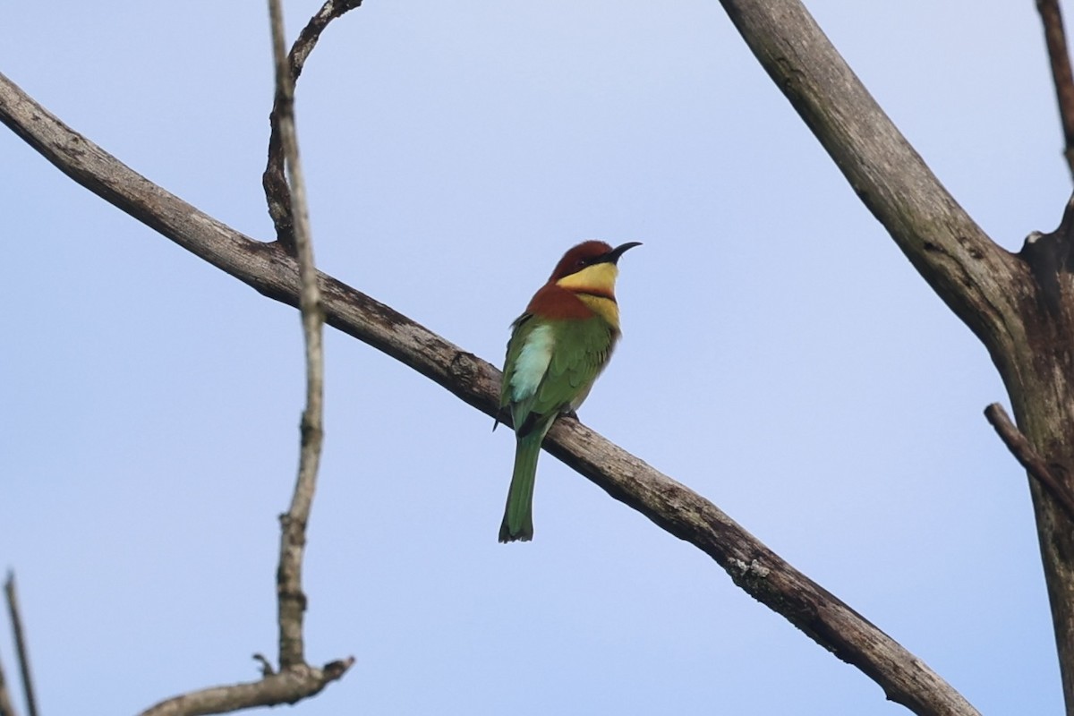 Chestnut-headed Bee-eater - ML610884102