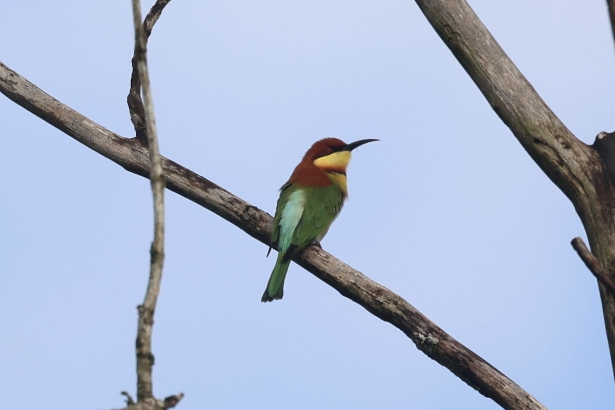 Chestnut-headed Bee-eater - ML610884103
