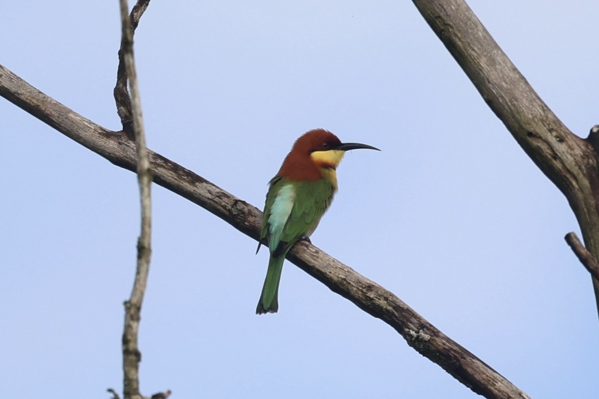 Chestnut-headed Bee-eater - ML610884104