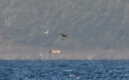 Parasitic Jaeger - Timothy Leque