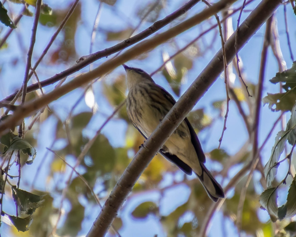 Yellow-rumped Warbler - Sue Smith