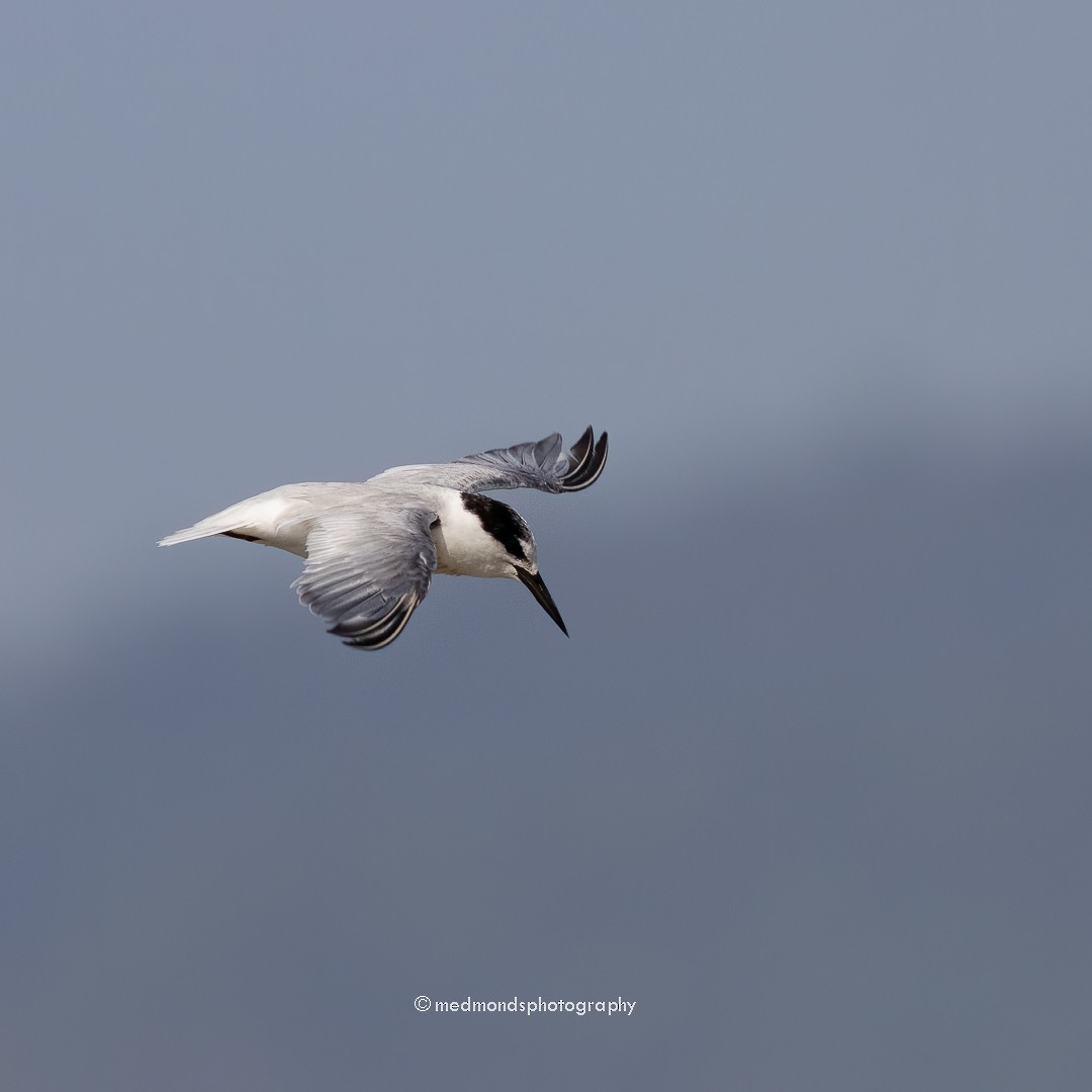 Little Tern - ML610884148