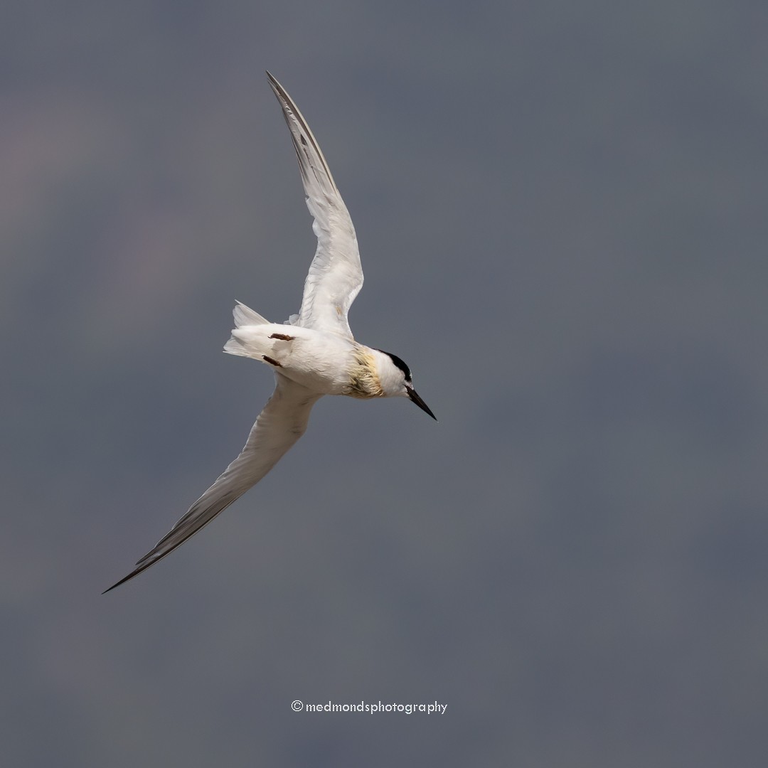 Little Tern - ML610884149