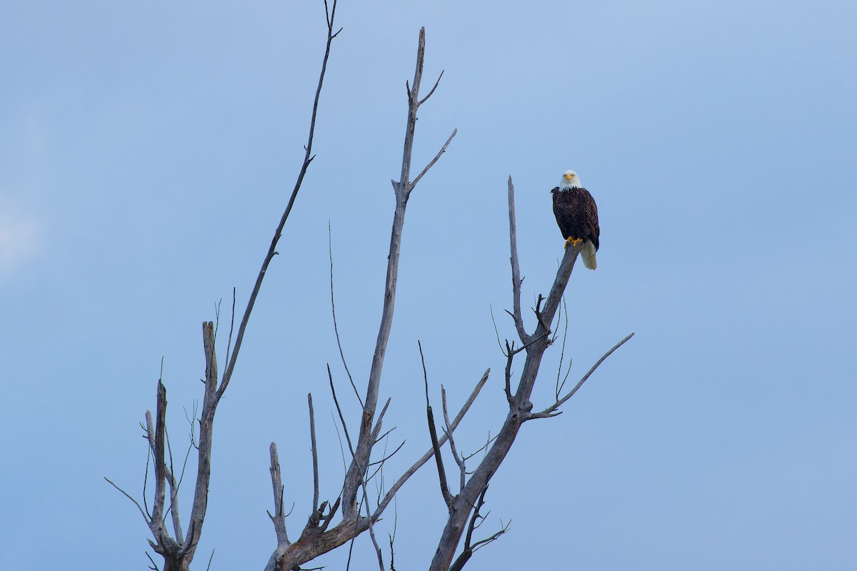 Bald Eagle - ML610884165