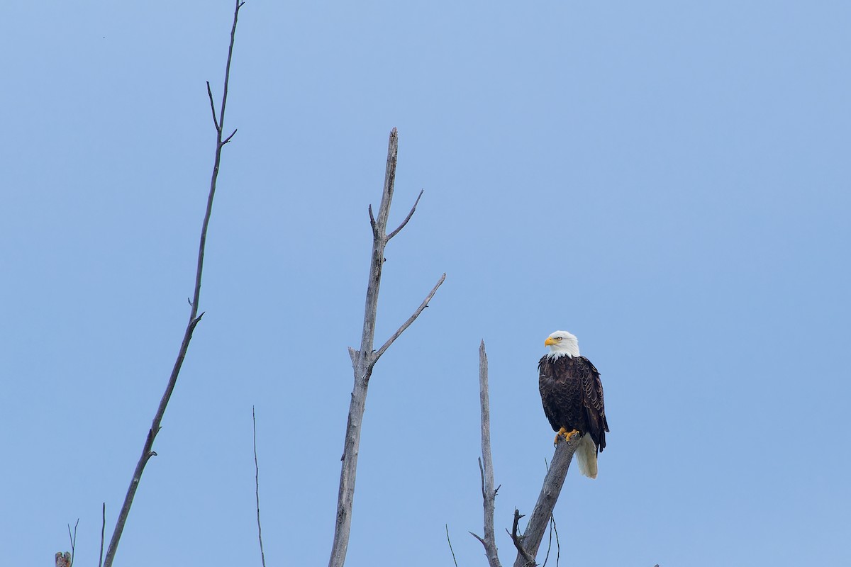 Bald Eagle - ML610884173