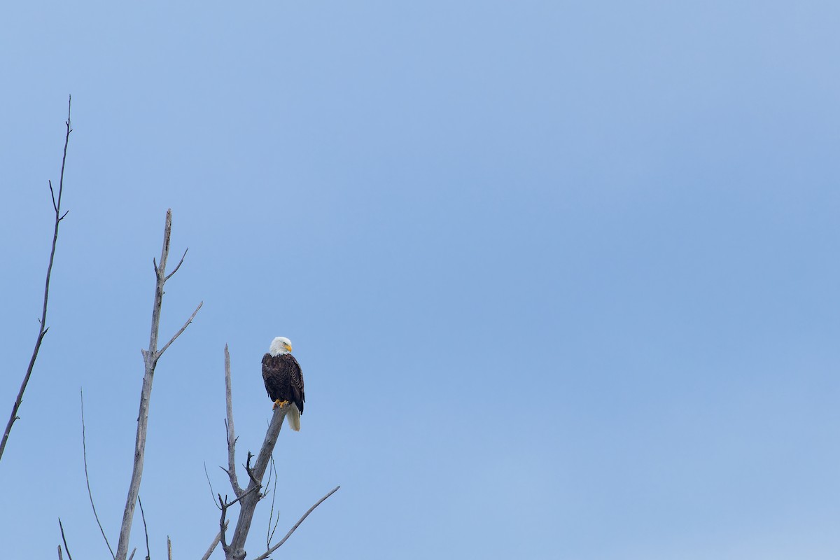 Bald Eagle - ML610884174