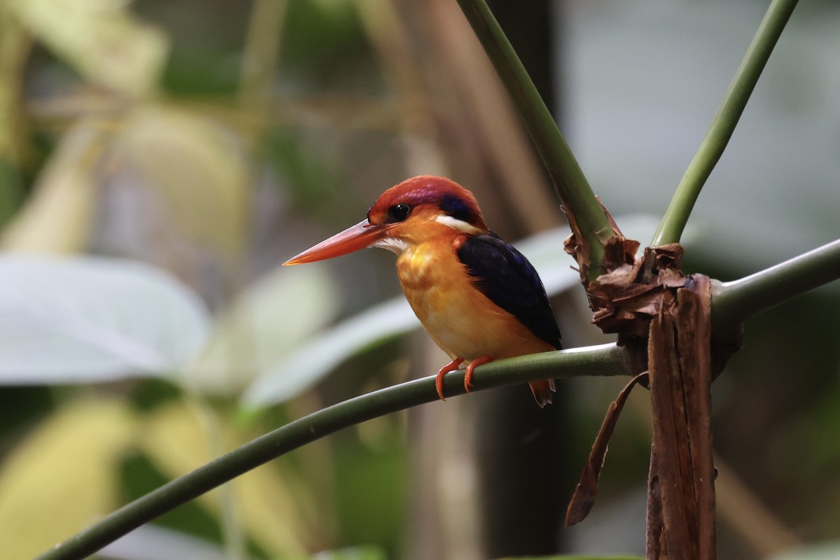 Black-backed Dwarf-Kingfisher - ML610884279