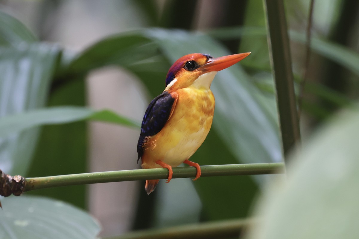 Black-backed Dwarf-Kingfisher - Andrew William