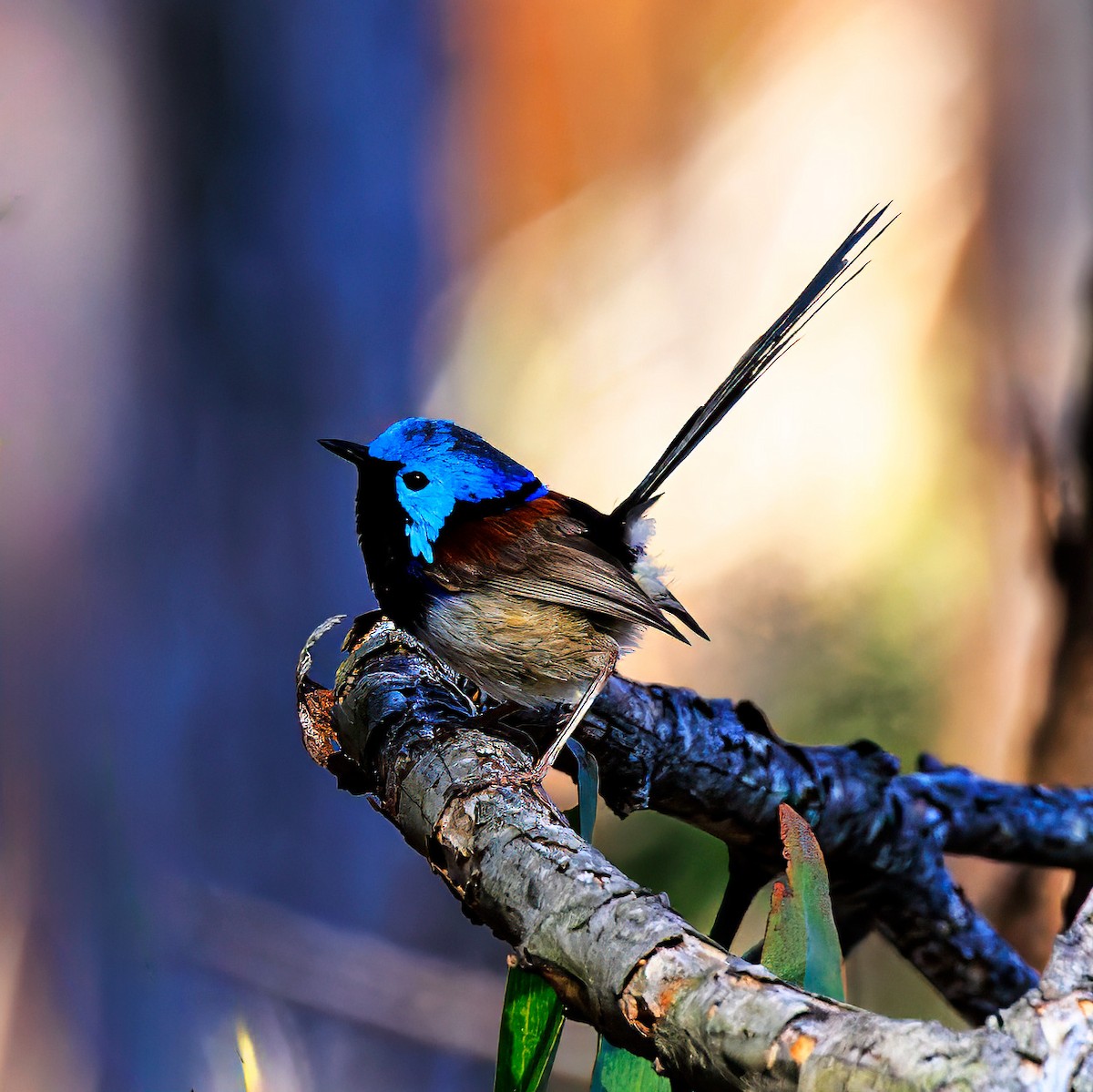 Variegated Fairywren - ML610884430