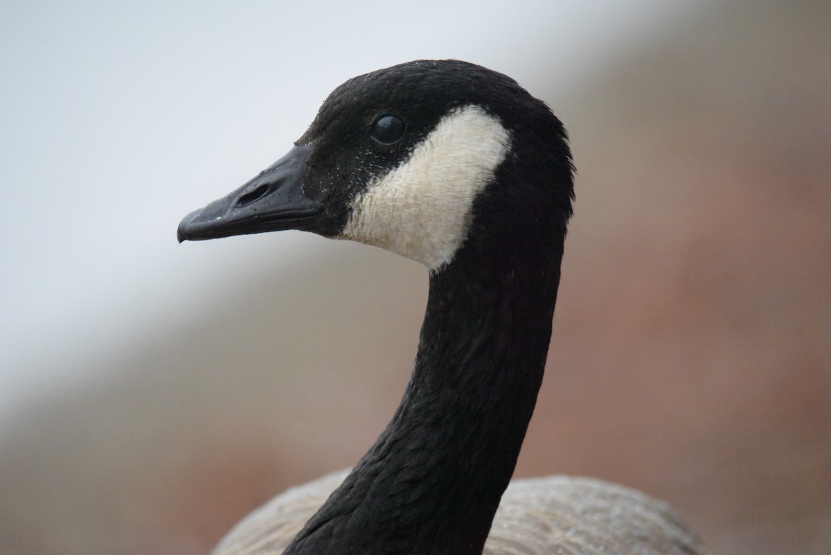 Canada Goose - ML610884436