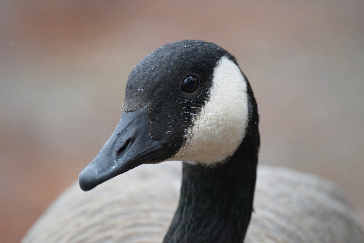 Canada Goose - Londynne Stratton