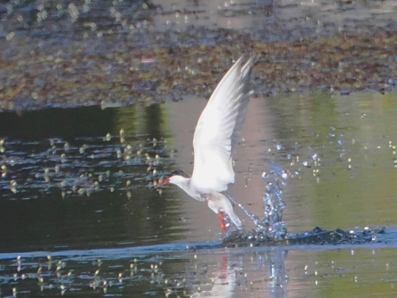 Whiskered Tern - ML610884455