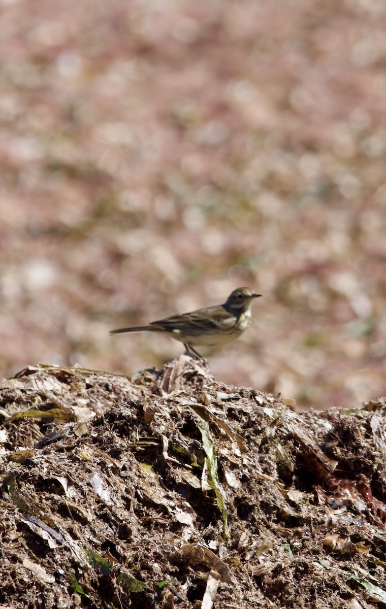 American Pipit - ML610884499